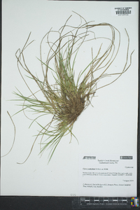 Carex umbellata image