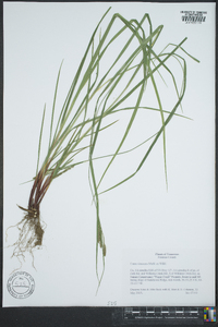 Carex virescens image