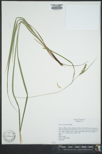 Carex virescens image