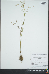 Juncus diffusissimus image