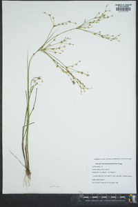 Juncus diffusissimus image