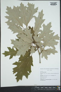 Quercus lyrata image