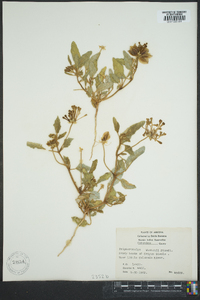 Tripterocalyx wootonii image