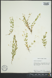 Moehringia lateriflora image