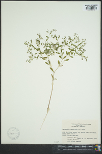 Paronychia canadensis image