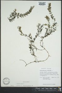 Ceratophyllum demersum image