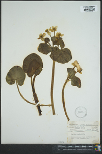 Caltha palustris image