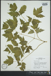 Actaea rubra image