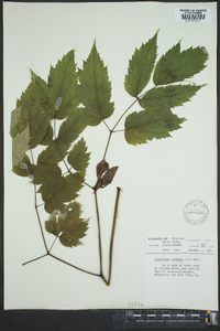 Actaea racemosa image