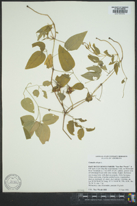 Clematis crispa image