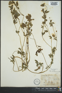 Ranunculus carolinianus image
