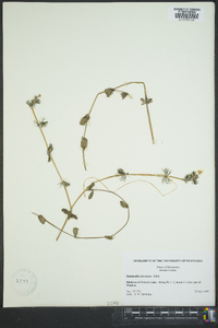 Ranunculus aquatilis var. diffusus image