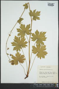 Boykinia aconitifolia image