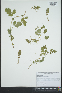 Geum vernum image