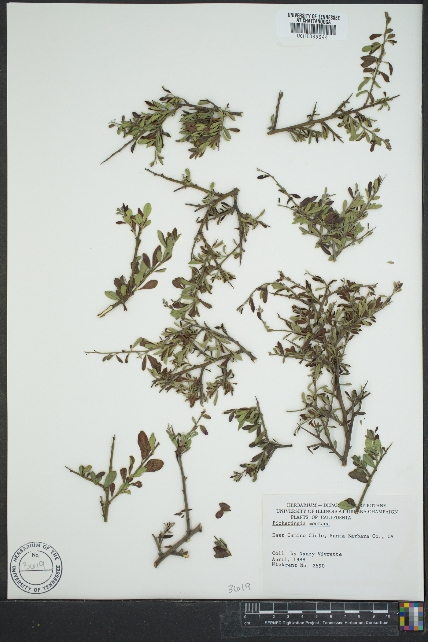 Pickeringia montana image