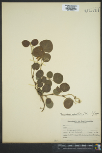 Desmodium rotundifolium image