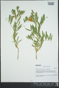 Lathyrus lanzwertii image