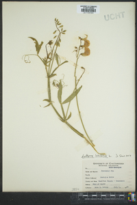 Lathyrus latifolius image