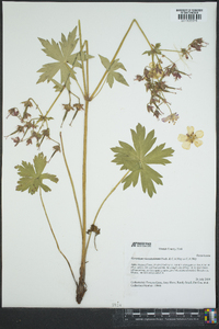 Geranium viscosissimum image