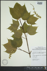 Acer pensylvanicum image