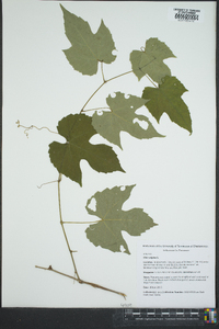 Vitis vulpina image