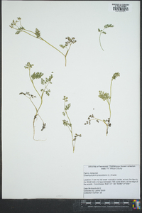 Chaerophyllum procumbens image