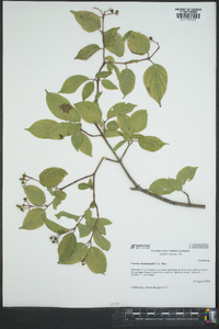 Cornus drummondii image