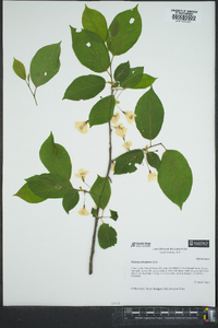 Halesia carolina image