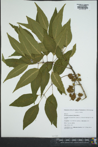 Fraxinus profunda image