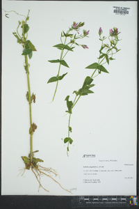 Sabatia angularis image