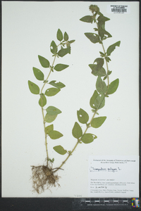 Clinopodium vulgare image