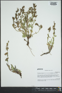 Penstemon humilis var. brevifolius image