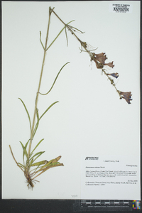 Penstemon strictus image