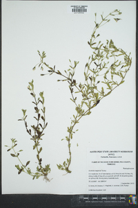 Gratiola neglecta image