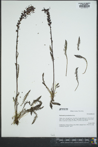 Pedicularis groenlandica image