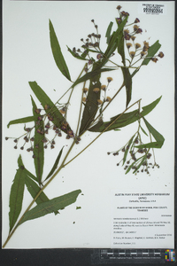 Vernonia noveboracensis image