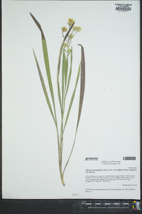 Pityopsis graminifolia image