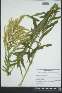 Solidago altissima var. altissima image