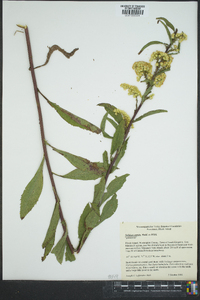 Solidago patula image