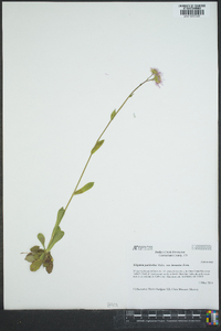 Erigeron pulchellus var. brauniae image