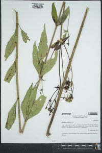 Silphium asteriscus image