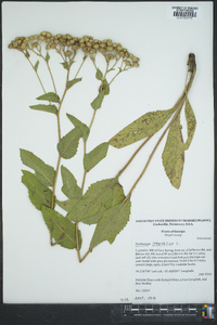 Parthenium integrifolium image