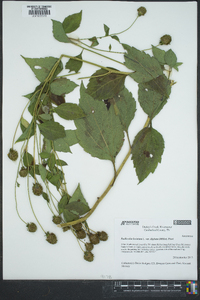 Rudbeckia laciniata var. digitata image