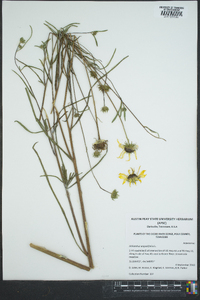 Helianthus angustifolius image