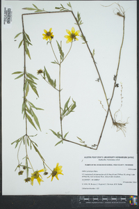 Bidens polylepis image