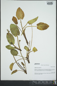 Caltha leptosepala image