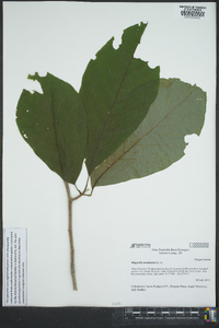 Magnolia acuminata image