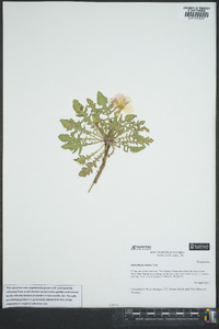Oenothera triloba image