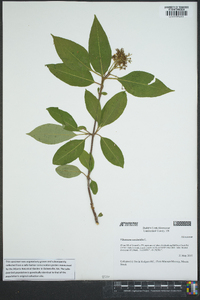 Viburnum cassinoides image