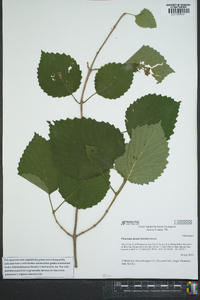 Viburnum dentatum var. deamii image